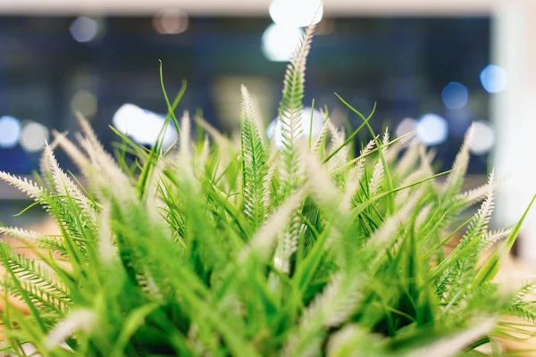 具有散景效应的草和植物的模糊绿色背景 — 图库照片