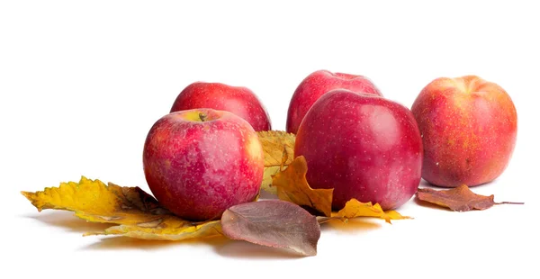 Flera mogna saftiga röda äpplen med höst löv på isolerad bakgrund — Stockfoto