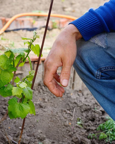 Человек ухаживает за виноградом куст в открытом саду . — стоковое фото
