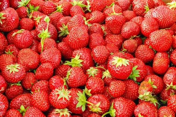 Large box of ripe tasty strawberries. Summer harvest. — Stock Photo, Image