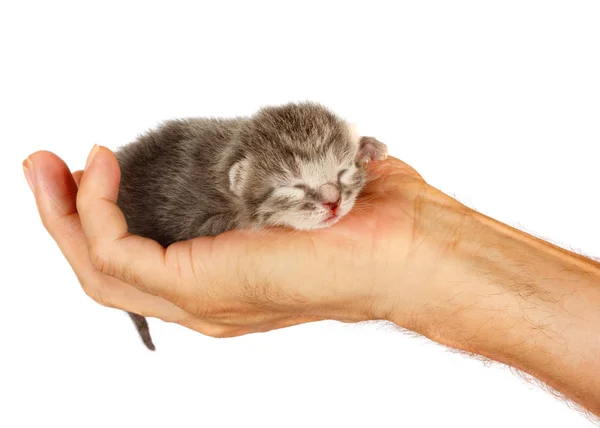 Newborn kitten in arms of man on   isolated background — Stock Photo, Image