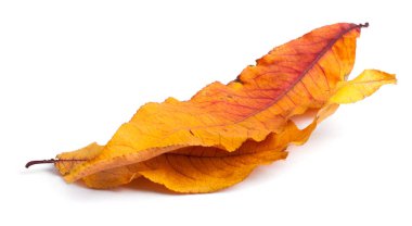 Arka planda izole yaprakları ile Sonbahar dalı