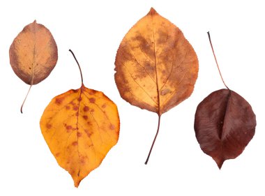 Arka planda izole yaprakları ile Sonbahar dalı