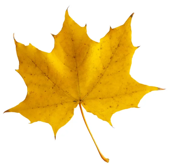 Autumn maple branch with leaves  isolated on  background — Stock Photo, Image