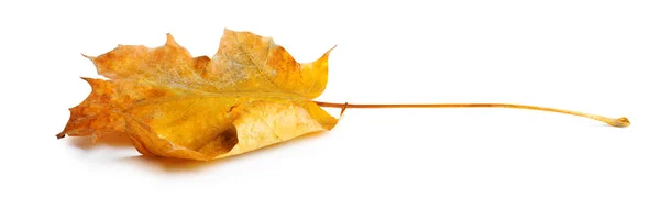 Herfst Maple Branch met bladeren met schaduw geïsoleerd — Stockfoto