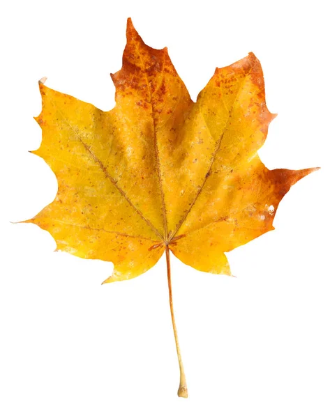 Autumn maple branch with leaves  isolated on  background — Stock Photo, Image