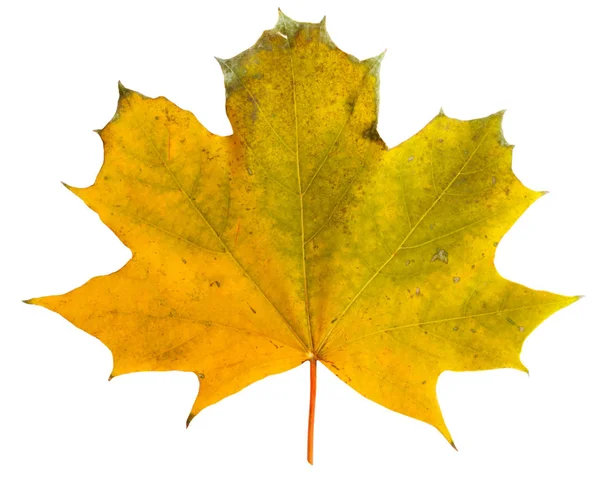 Jesień klon oddział z liści na białym tle na tle — Zdjęcie stockowe