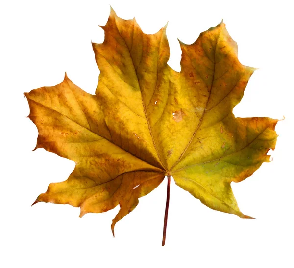 Autumn maple branch with leaves  isolated on  background — Stock Photo, Image