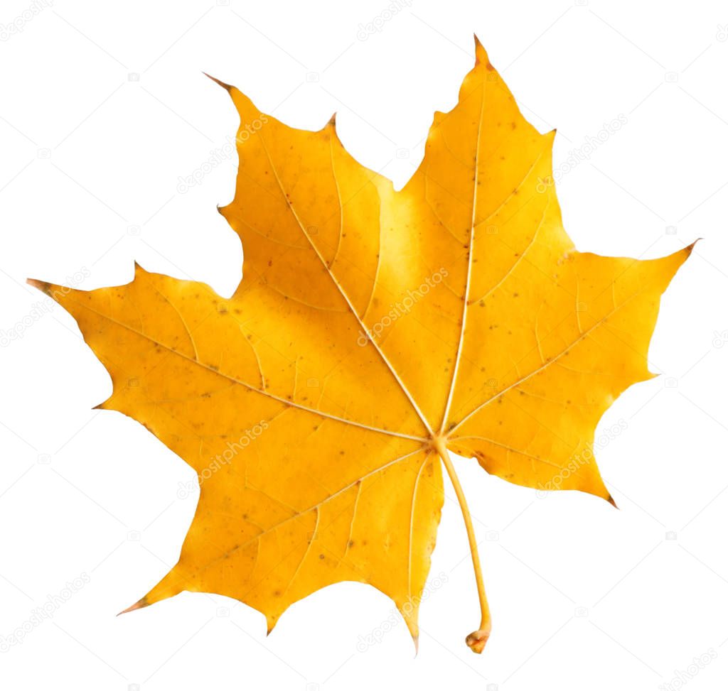 Autumn maple branch with leaves  isolated on  background