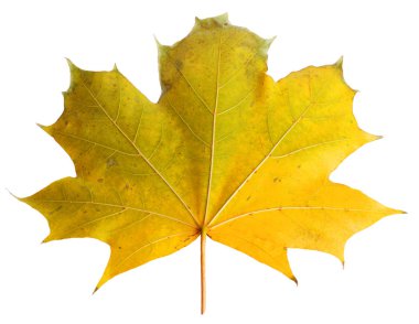 Sonbahar akçaağaç şube ile izole üzerinde arka plan bırakır