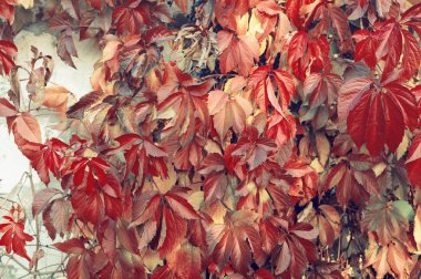 Kırmızı asması beyaz duvara tırmanma  