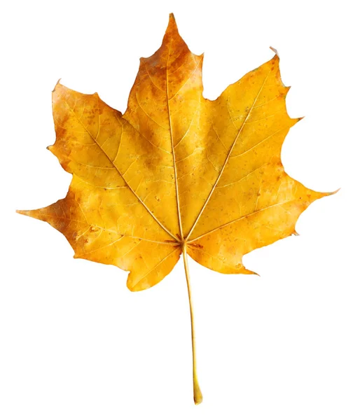 Осіннє кленове гілка з листям ізольовано на фоні — стокове фото