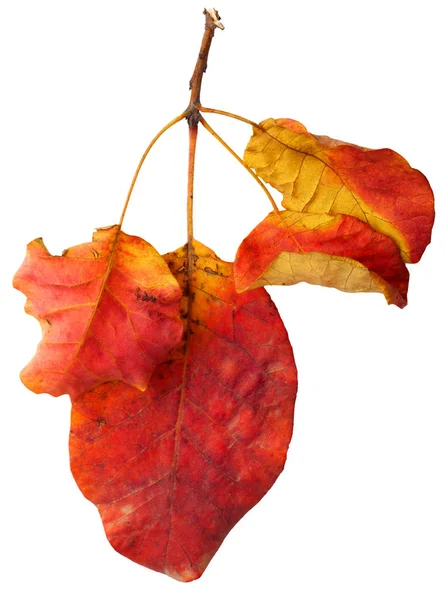 Φθινοπωρινό κλαδί με φύλλα απομονωμένα στο παρασκήνιο — Φωτογραφία Αρχείου