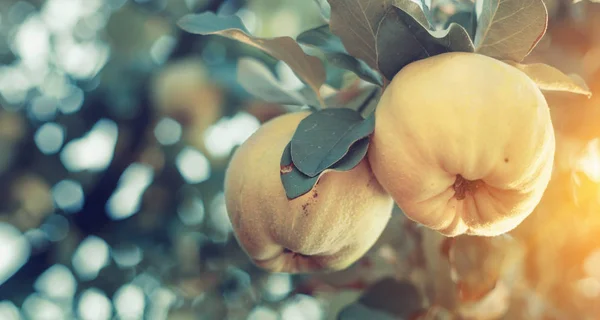 Fresh ripe quince fruits on branch — Stock Photo, Image