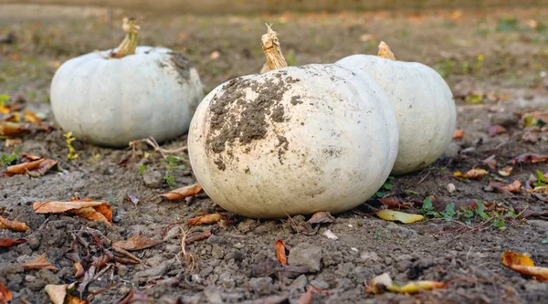 Récoltez de grandes citrouilles mûres en octobre sur le jardin . — Photo