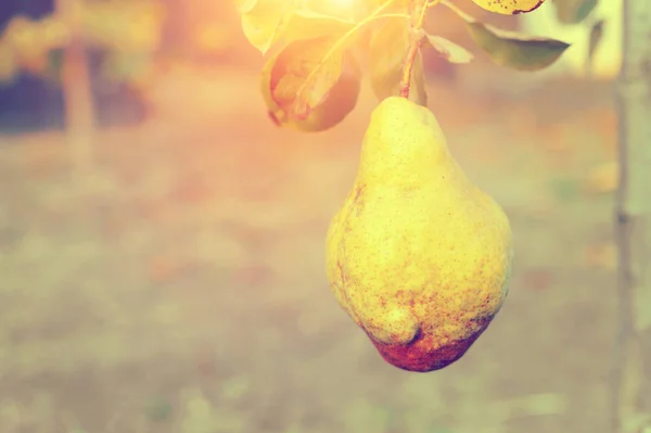 Frutos de marmelo maduros frescos no ramo. Árvores e folhagem — Fotografia de Stock