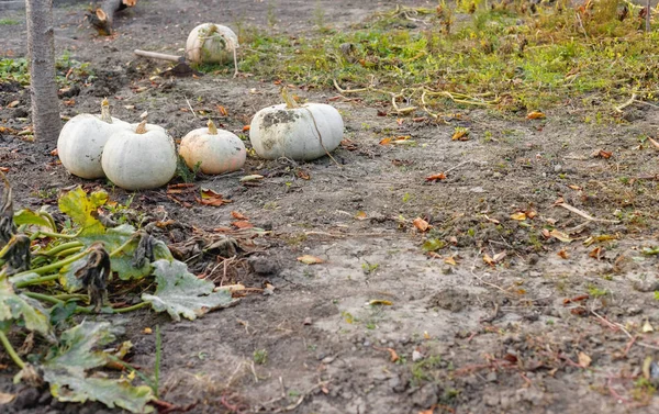Colheita grandes abóboras maduras em outubro no jardim . — Fotografia de Stock