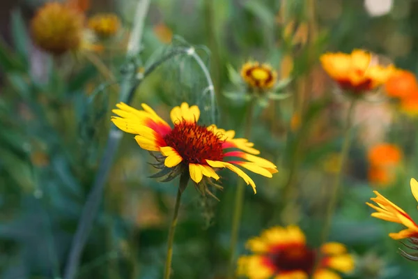 Belo helênio flor brilhante em florescer prado verde — Fotografia de Stock