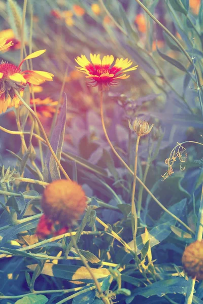 Krásná květinová helenium na kvetoucí zelené louce — Stock fotografie