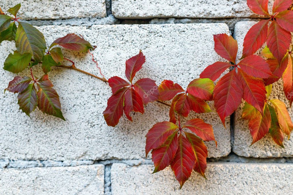 Red Virginia creeper climbing up on white wall  