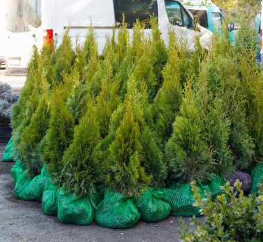 Piyasadaki kozalaklı ağaç tohumları ve toprağı olan bir sürü siyah çömlek..  