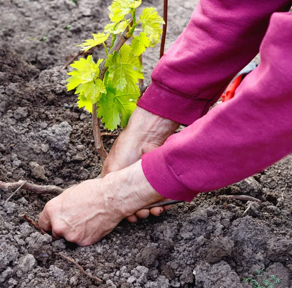 Anziani pensionati che si prendono cura della giovane vite d'uva, all'aperto nel suo giardino — Foto Stock