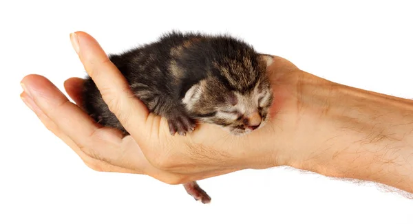 고립 된 배경에 남자의 팔에 신생아 새끼 고양이 — 스톡 사진