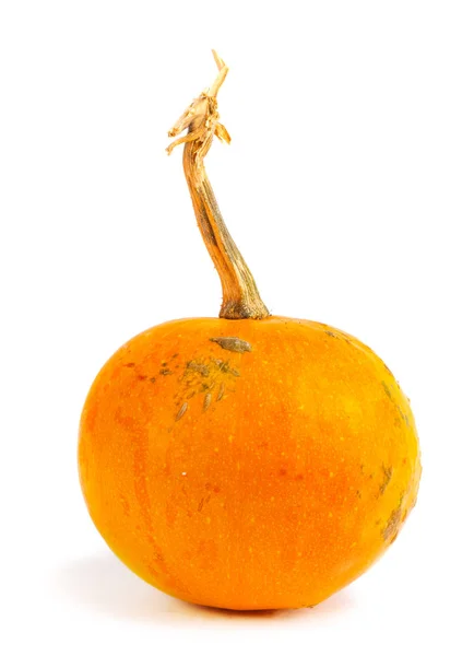 Pumpkin on isolated white background. Fresh, orange — Stock Photo, Image