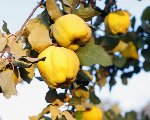 Frutti di mela cotogna freschi maturi su ramo — Foto Stock