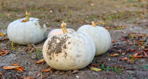 Colheita grandes abóboras maduras em outubro no jardim . — Fotografia de Stock