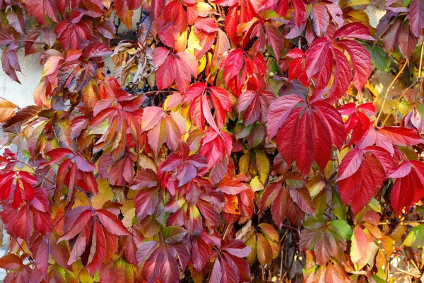 Red Virginia creeper climbing up on old wooden wall — Stock Photo, Image