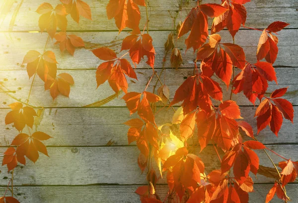 Red Virginia creeper climbing up on old wooden wall — Stock Photo, Image