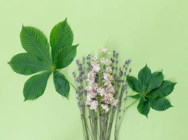 Lavanda Roxa Com Castanha Para Impressão Fundo Papel Verde Cartão — Fotografia de Stock