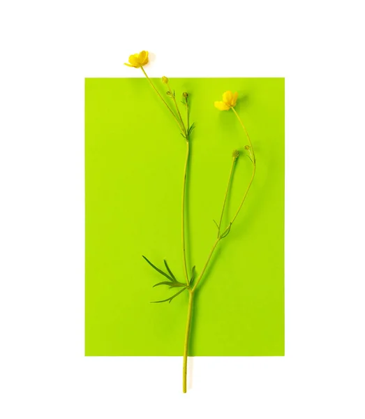 Cartão Postal Delicado Bonito Com Padrão Flores Buttercup Amarelas Para — Fotografia de Stock