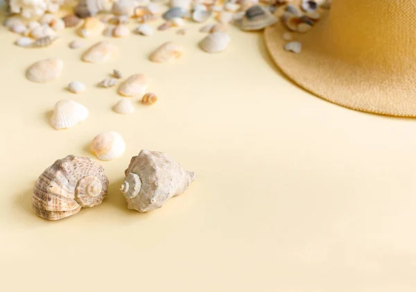 Beautiful Straw Hat Shells Ocean Coast Nature Summer Background — Stock Photo, Image