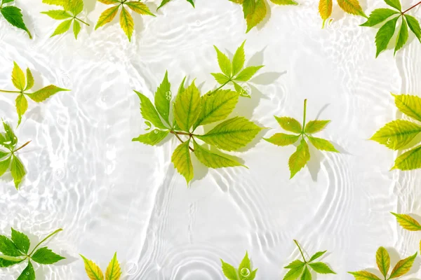 Macro Feuilles Vertes Avec Goutte Flottant Sur Surface Eau Près — Photo