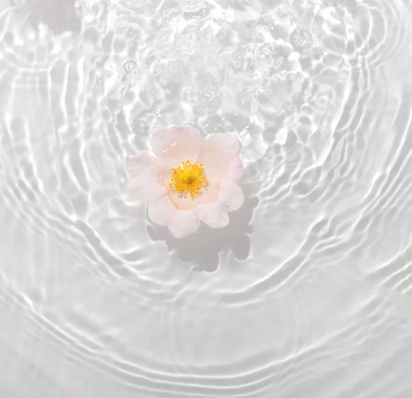 Greeting Card Beautiful Rose Petals Macro Drop Floating Surface Water — Stock Photo, Image