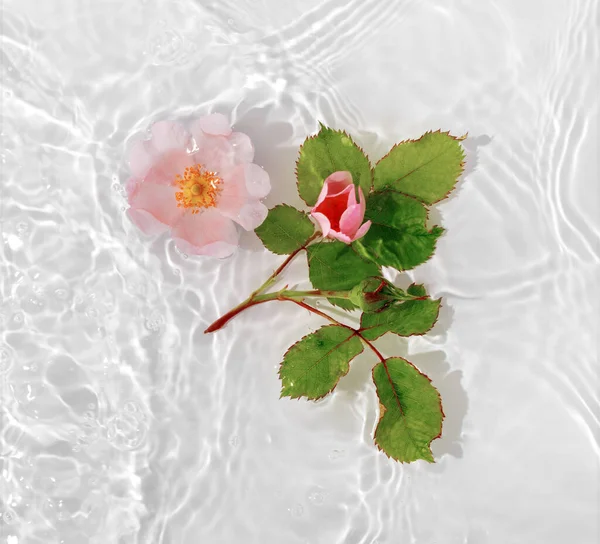 Hermosos Pétalos Rosa Macro Con Gota Flotando Superficie Del Agua —  Fotos de Stock