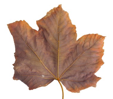 Beyaz arkaplanda yaprakları olan sonbahar akçaağaç dalı