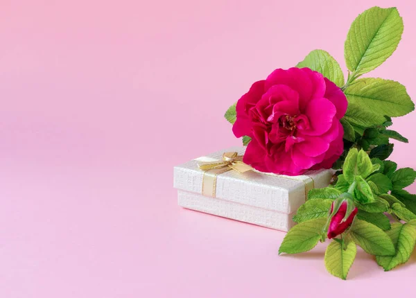 Belle Rose Feuillage Vert Avec Boîte Cadeau Dorée Sur Fond — Photo