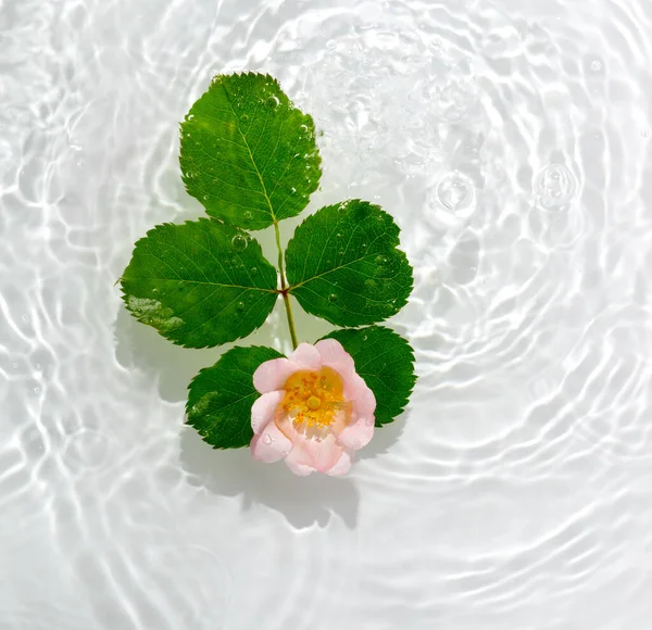 Beautiful Rose Petals Macro Drop Floating Surface Water Close Can — Stock Photo, Image