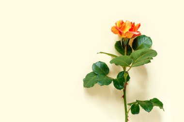 Narin sarı arka planda güzel bir turuncu gül