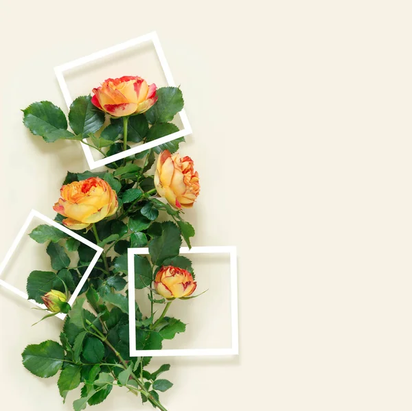 Όμορφο Κόκκινο Τριαντάφυλλο Λευκό Πλαίσιο Ένα Λεπτό Κίτρινο Φόντο — Φωτογραφία Αρχείου