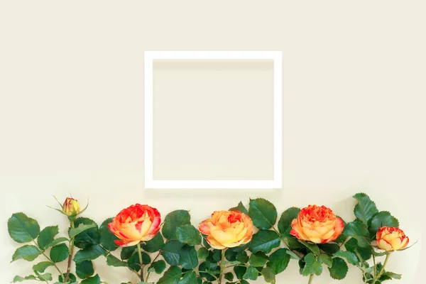 Красная Роза Белой Рамкой Нежном Желтом Фоне — стоковое фото