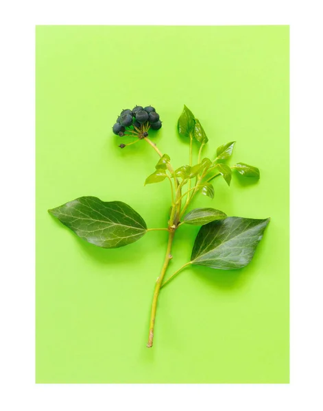 Ramo Aronia Com Folhas Fundo Papel Verde Chokeberry Design Criativo — Fotografia de Stock