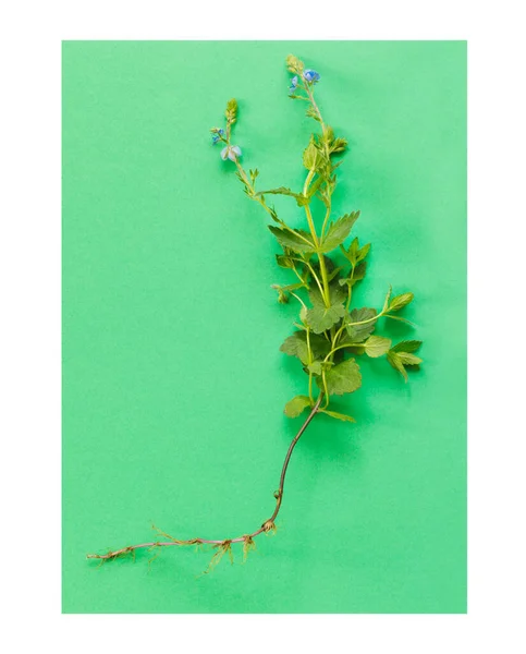 Bela Flor Azul Germander Speedwell Com Folhas Raiz Sobre Fundo — Fotografia de Stock