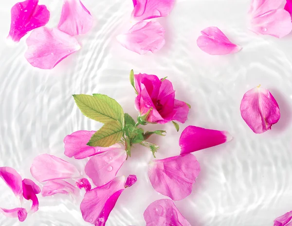 Krásné Okvětní Lístky Růží Makro Kapkou Plovoucí Hladině Vody Zblízka — Stock fotografie