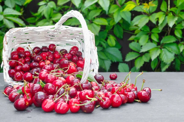 Frische Ernte Von Kirschbeeren Auf Der Arbeitsplatte Aus Grauem Stein — Stockfoto