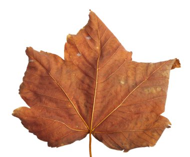 Beyaz arkaplanda yaprakları olan sonbahar akçaağaç dalı