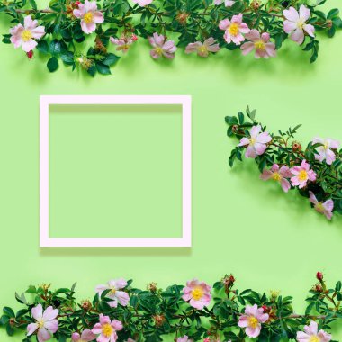 Narin yeşil arkaplanda güzel bir gül dalı